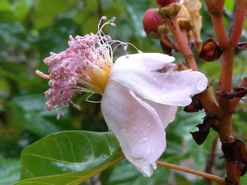 Achiote - a plant that promotes female sexual energy