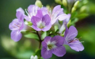 Ajo Sacha (Mansoa alliacea) – the Teacher plant that leads to freedom