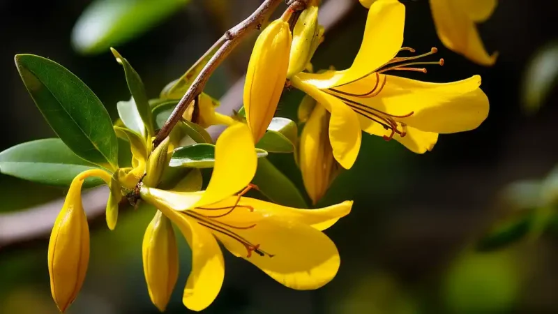 Cat's claw Uncaria tomentosa, flowers