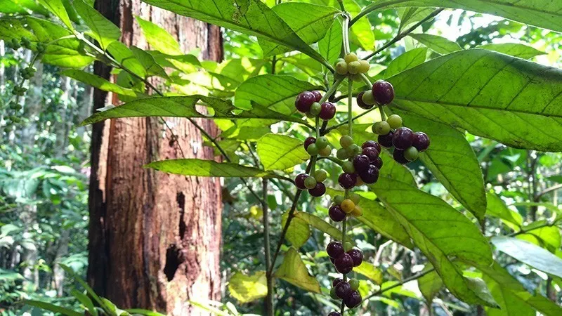 chacruna Psychotria viridis