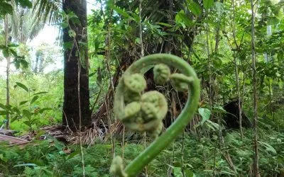 Jungle retreat in Peru: deep connection with the Earth