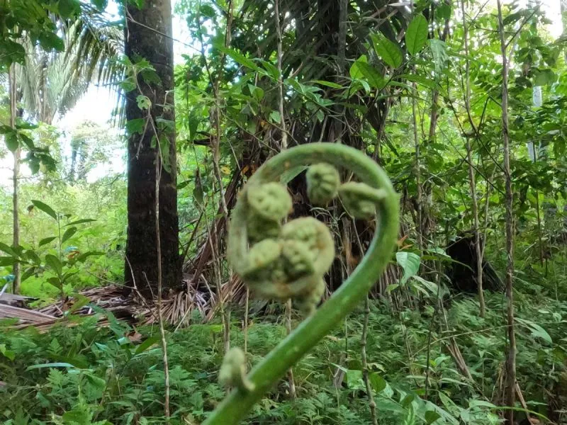 The jungle of Peru is a place of retreat and solitude.