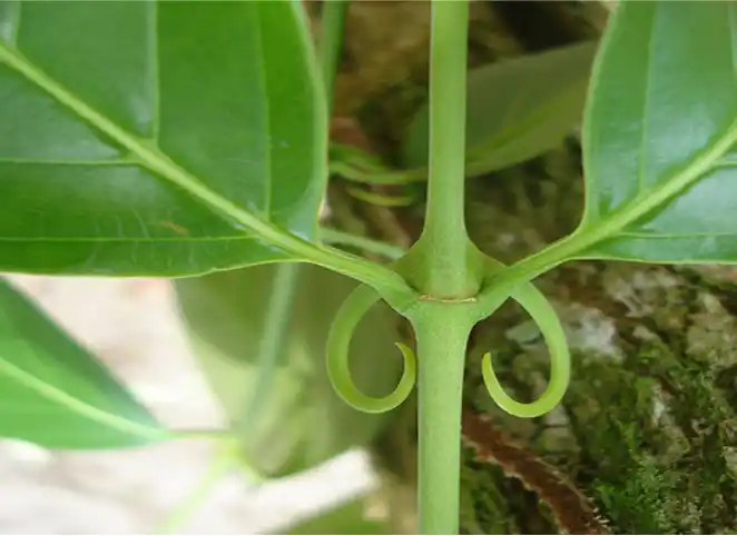 cat's claw plant, photo