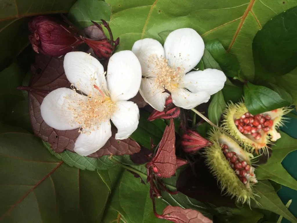 ahiote flowers, annato seeds