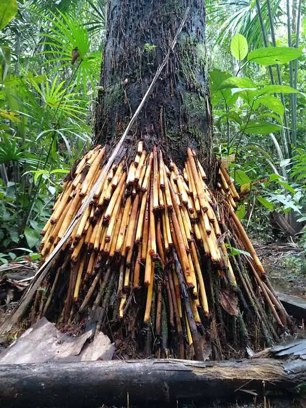 tree with air roots, jungle of Peru