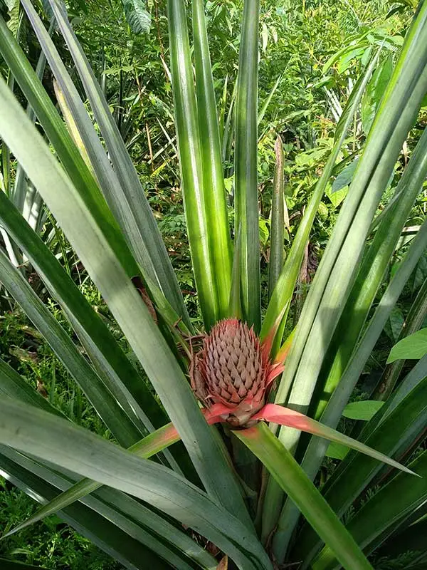 wild pineapple