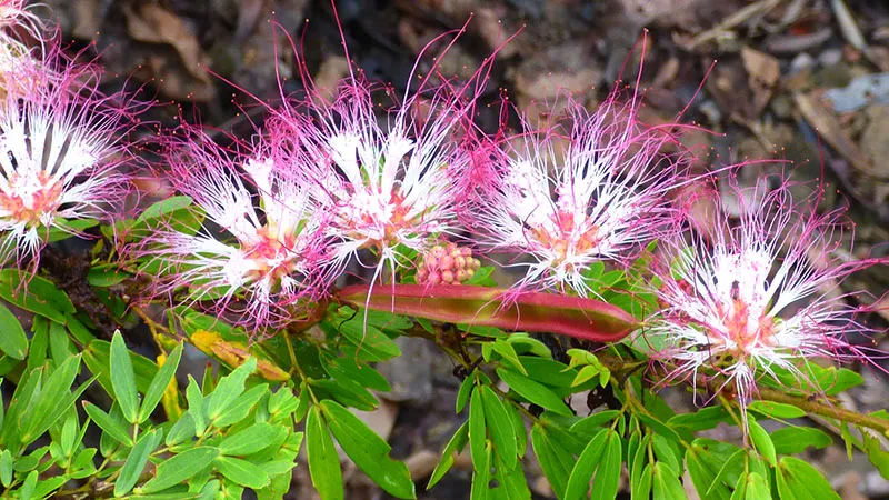 Bobinsana (Calliandra angustifolia) Blüten. foto